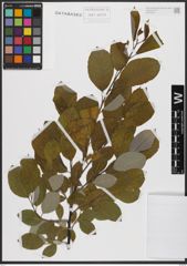 Foto von Salix caprea L.